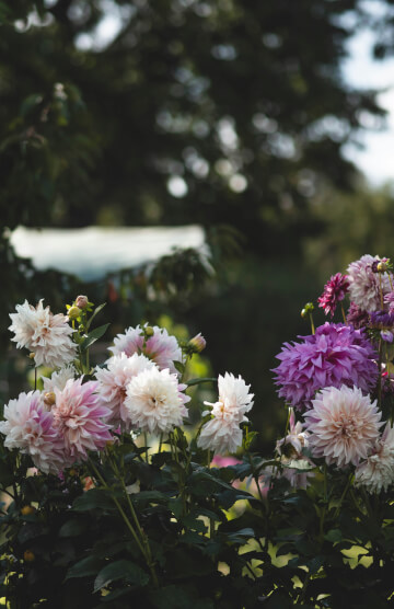 Rogue Stems Flower Farm
