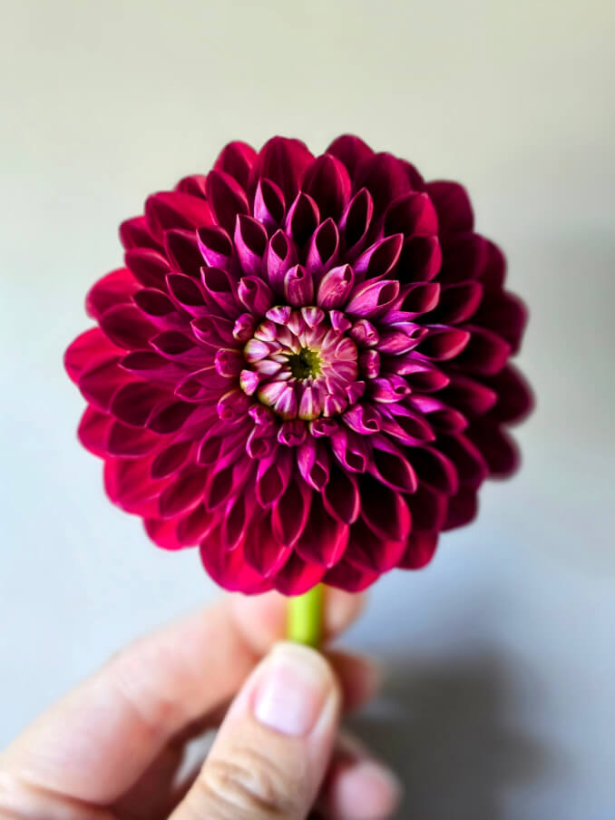 Rogue Stems Flower Farm