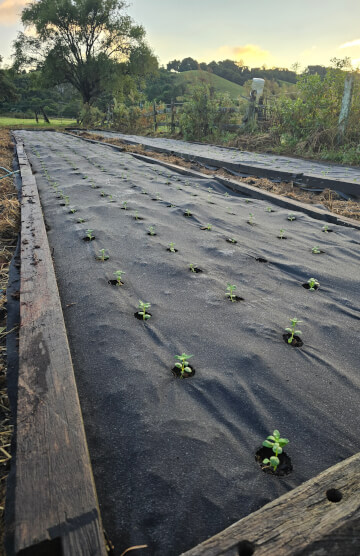 Rogue Stems Flower Farm