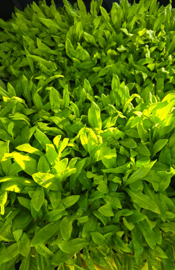 Rogue Stems Flower Farm
