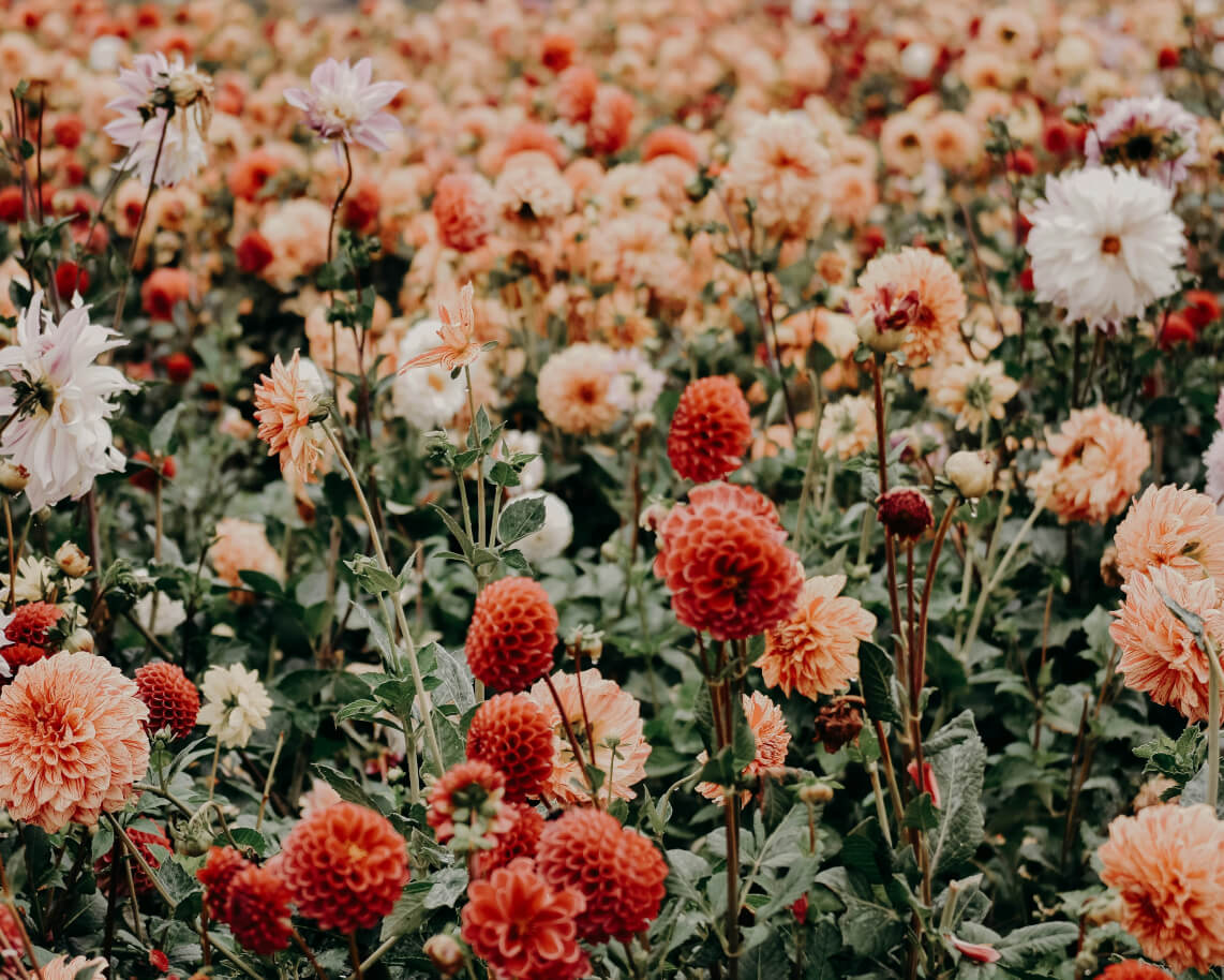Why You Should Grow a Cut Flower Garden (Even If You’re a Bit Chaotic)
