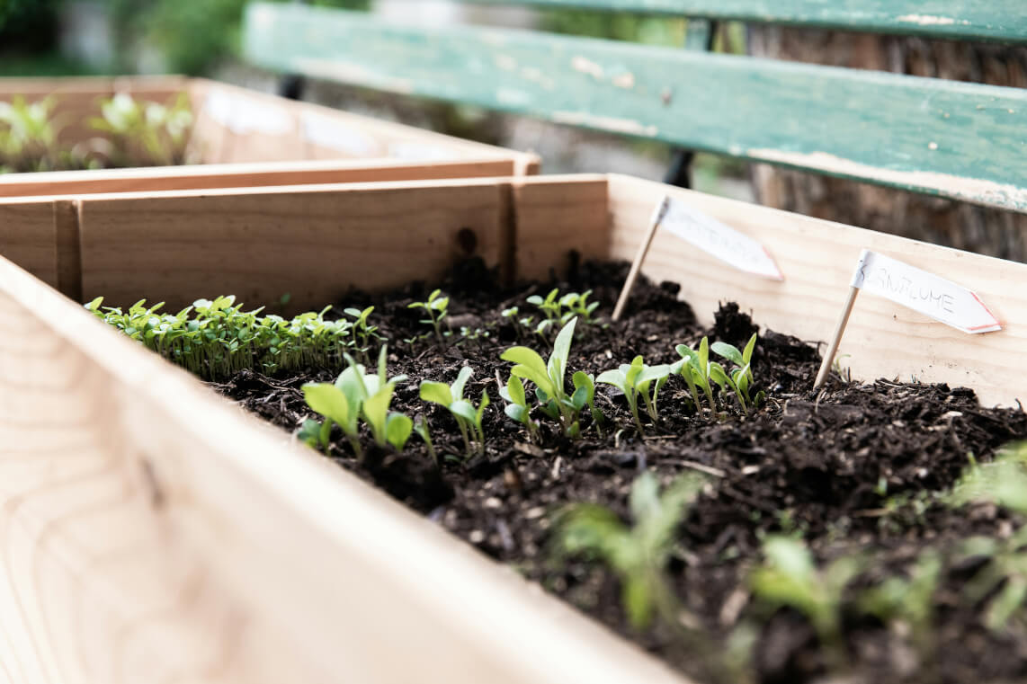 <div>🌸 How to Plant Your Rogue Stems Seedlings (and Feel Like a Garden Goddess by Spring)</div>